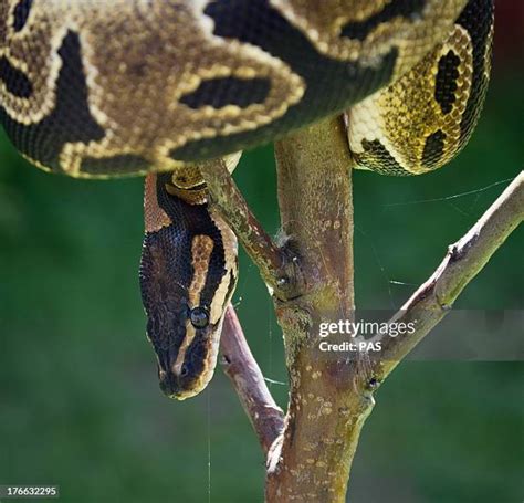 Image result for Ball Python Dangerous