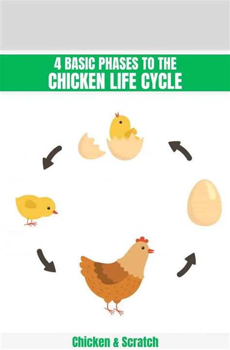 Chicken Reproduction Cycle-साठीचा प्रतिमा निकाल
