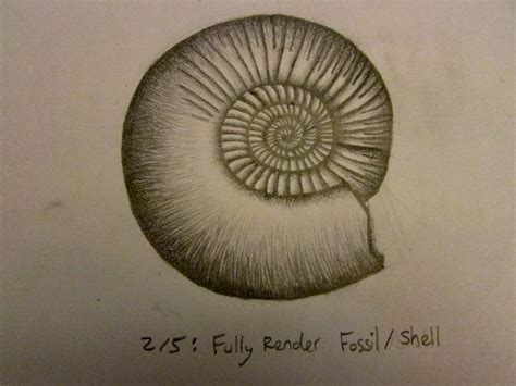 Image result for Shell Fossil Drawing