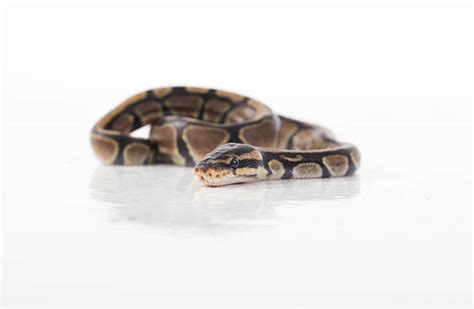 Image result for Ball Python Skull