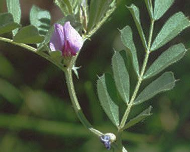 Image result for Vetch Varieties