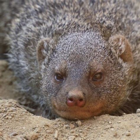 Morengeus に対する画像結果