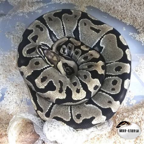 Ball Python Skin Shedding に対する画像結果