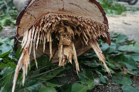 Image result for Falalen Tree Trunk