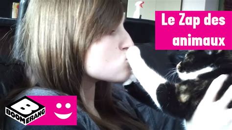 Zap Des Animaux に対する画像結果