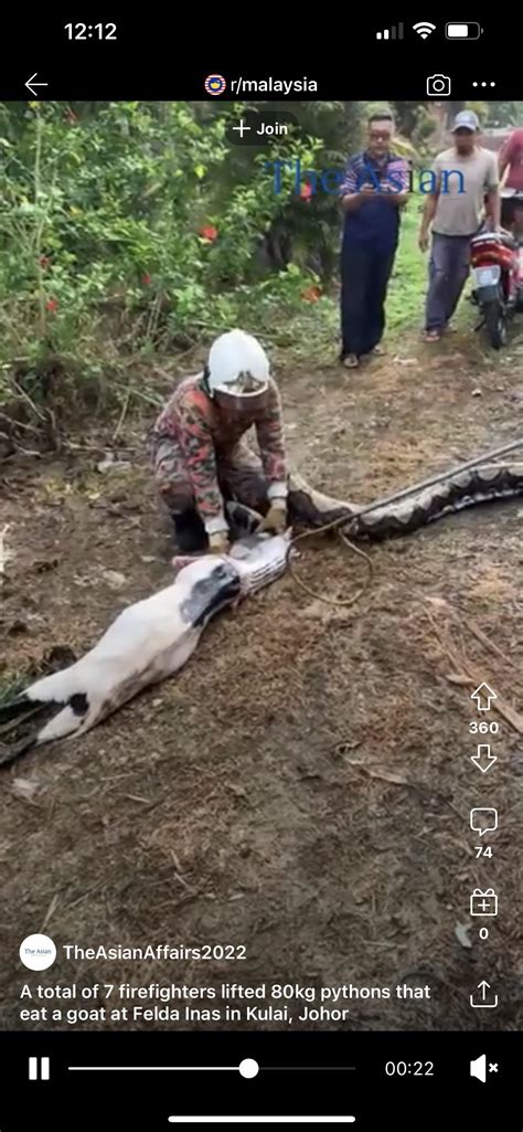 Burmese Python Reticulated に対する画像結果