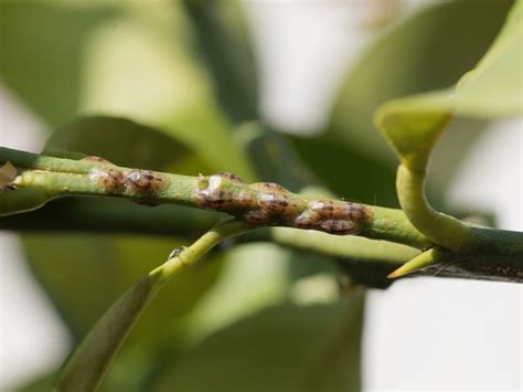 Toradh íomhá ar Scale Insect Lemon Tree