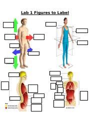 Image result for Example of Lab Figure