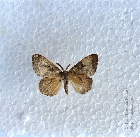 Toradh íomhá ar Lymantria Dispar Imago