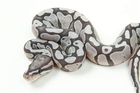Image result for True Ghost Ball Python
