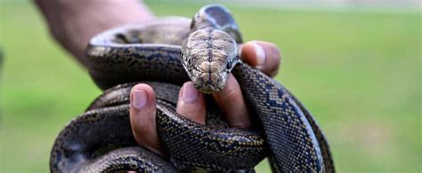 Image result for Python Dents