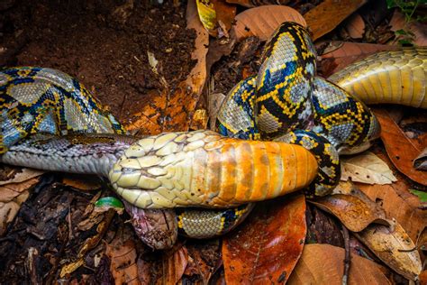 Image result for Cobra Python 600 SCi