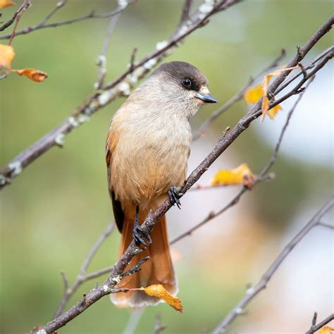 Image result for TreePlan Abstract