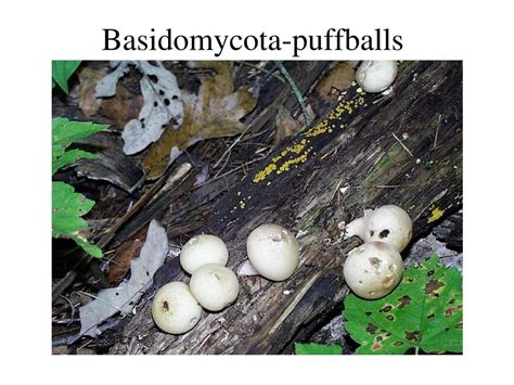 Image result for Lichen Ascocarps Cell Labeled