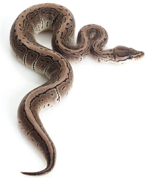 Image result for Axanthic Ball Python