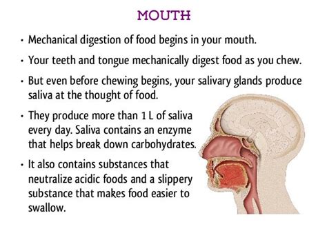 Image result for Watching Food in Mouth Digestive System