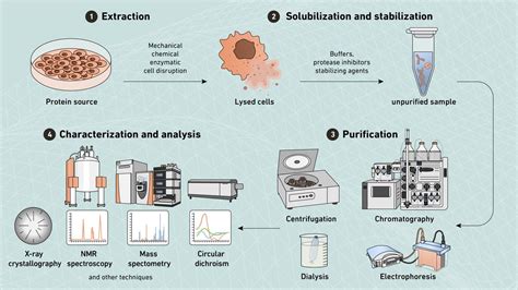 Image result for Protein Maturation Process