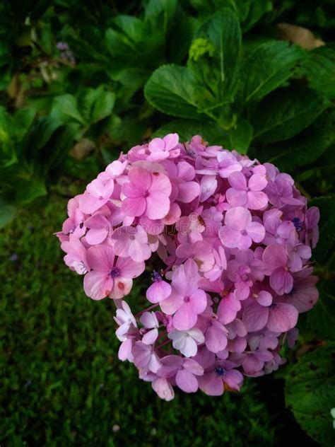 Toradh íomhá ar Briad Hydrangea Broad
