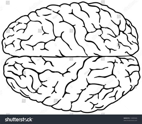Image result for Brain Simple Pics