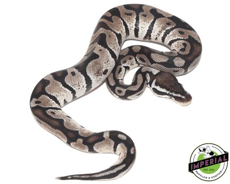 Image result for Axanthic Pastel Ball Python
