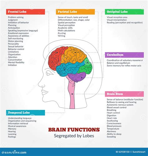 Image result for Brain Function