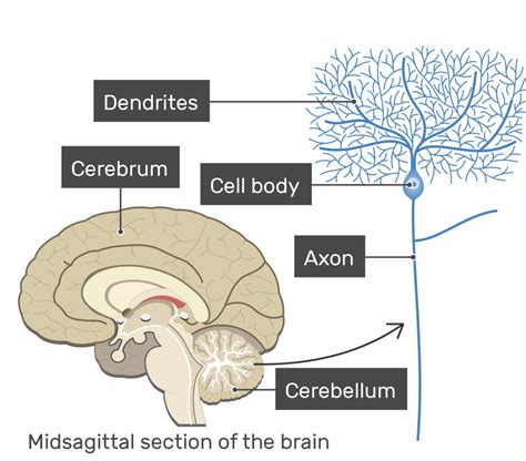 Afbeeldingsresultaten voor Example of Multipolar Neuron