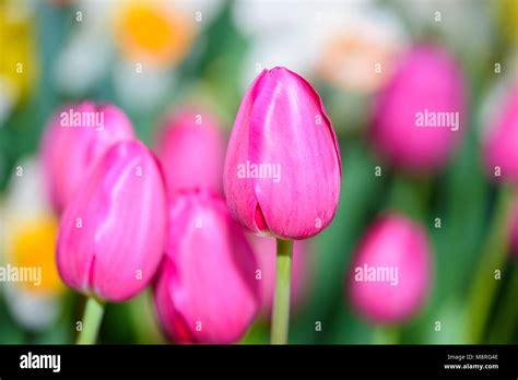 Image result for Tulip Side View