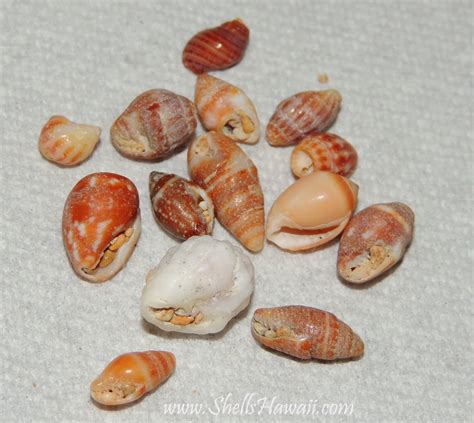 Image result for Hawaii Shells