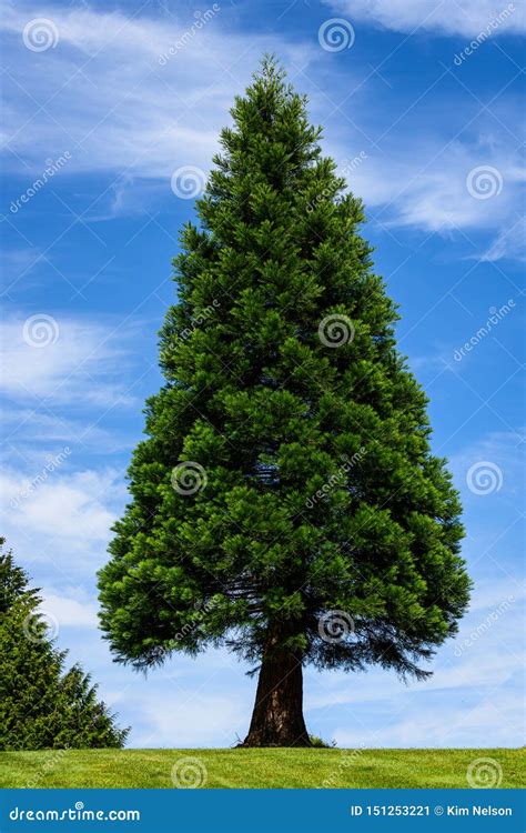 Image result for Triangle Shape Tree