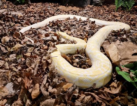 Image result for White Reticulated Python