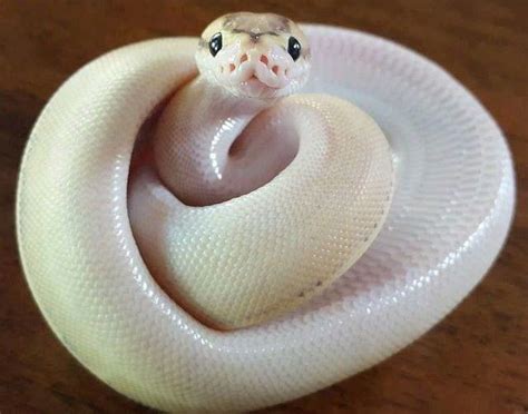Toradh íomhá ar Snake Ball Python Face