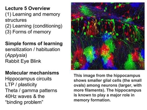 Image result for Learning Memory PPT