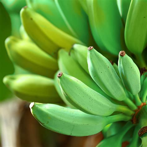 Image result for Java Banana Tree