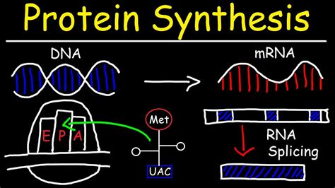 Afbeeldingsresultaten voor Protein Synthesis Process Diagram