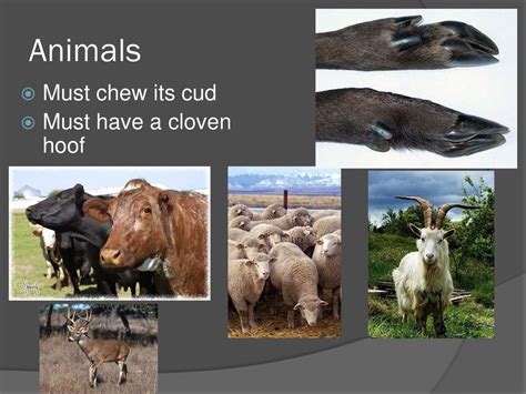 Image result for Split Hoof Animals