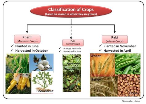Toradh íomhá ar Examples of Cash Crops Namibia