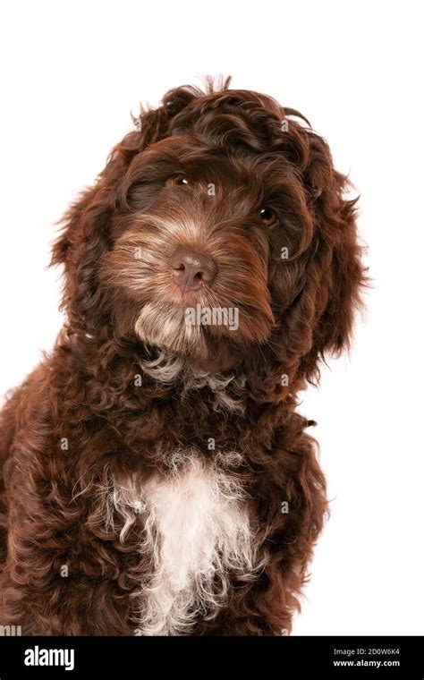 Chocolate Brown Cockapoo Adult に対する画像結果