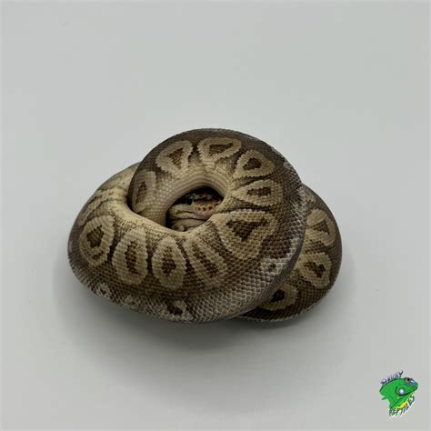 Image result for Baba Na Ivory Python