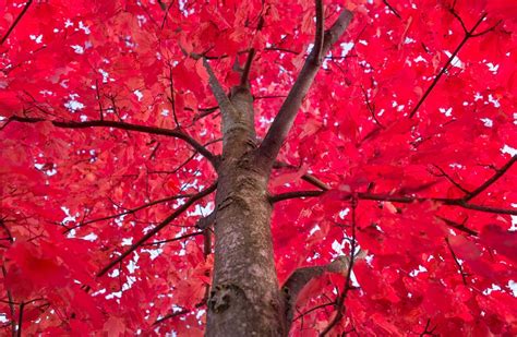 Image result for Maple Tree Fall Color