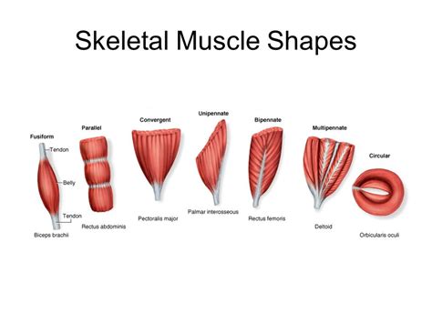 Image result for Parallel Muscle