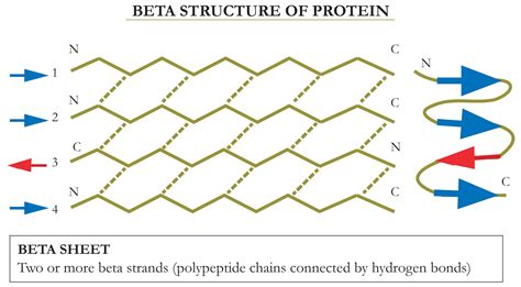 Image result for Parallel Beta Sheet Structure