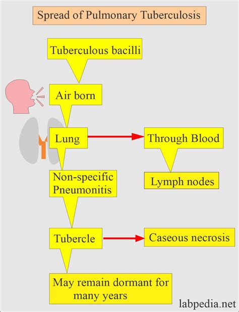 M. Tuberculosis Pathogenesis に対する画像結果