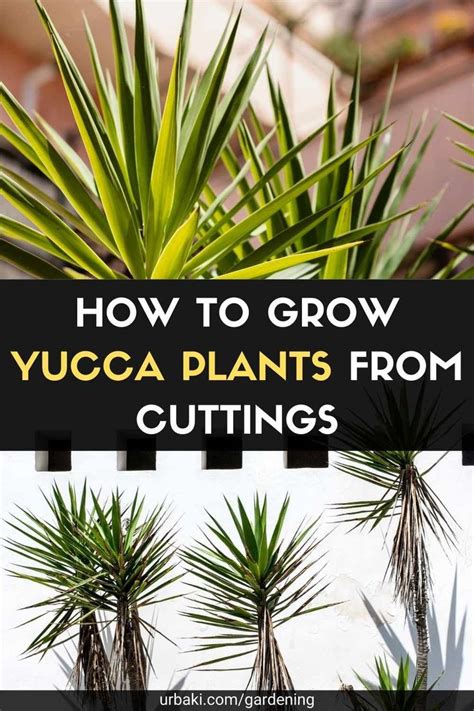 Image result for How to Propagate an Outdoor Yucca