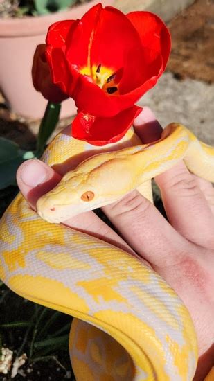 Image result for Normal Lavender Reticulated Python