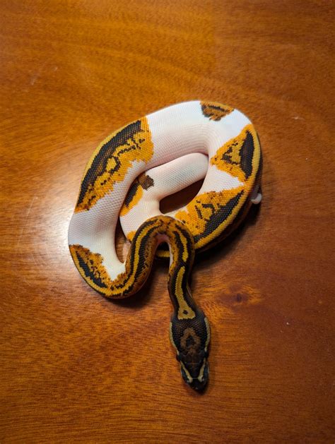 Image result for Pumpkin Pie Ball Python