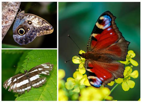 Toradh íomhá ar Butterfly Color Chart