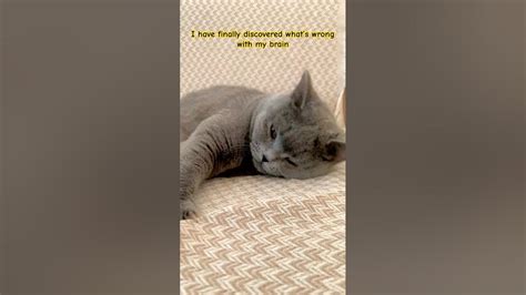 Image result for Cat Brain Processing Meme