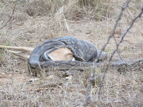 Afbeeldingsresultaten voor Python Impala