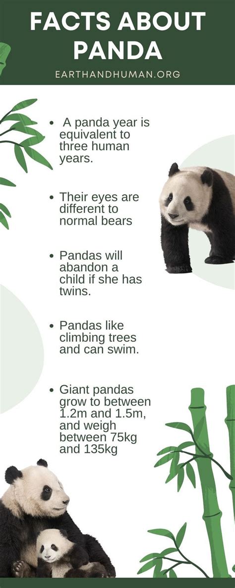 Image result for Panda Information