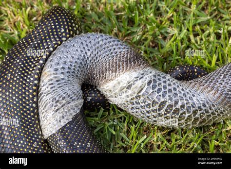 Image result for Diamond Python Skin